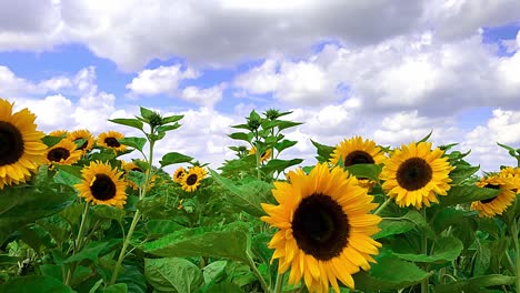 Cacerola-A-La-Izquierda-De-Los-Girasoles-En-Un-Campo-Meciéndose-En-El-Viento-Bajo-Un-Cielo-Azul-Con-Nubes-De-Buen-Tiempo