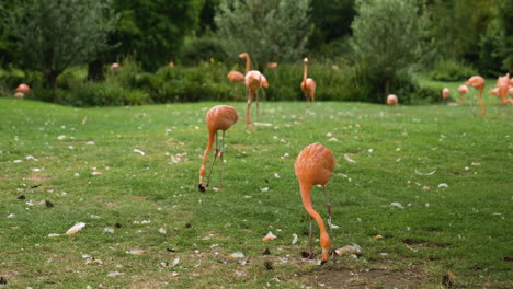 Flamencos-Alimentándose-En-El-Zoológico