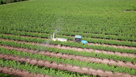 viñedos - tractor agrícola rociando vides con fertilizantes durante el día