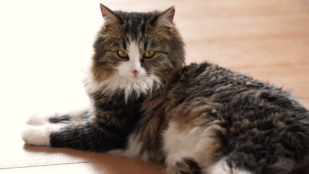 En tam, långhårig, tigrerad katt ligger på ett trägolv och tittar lugnt runt i rummet. En stillsam scen med ett husdjur inomhus som visar nyfikenhet, avslappning och naturligt beteende i hemmet