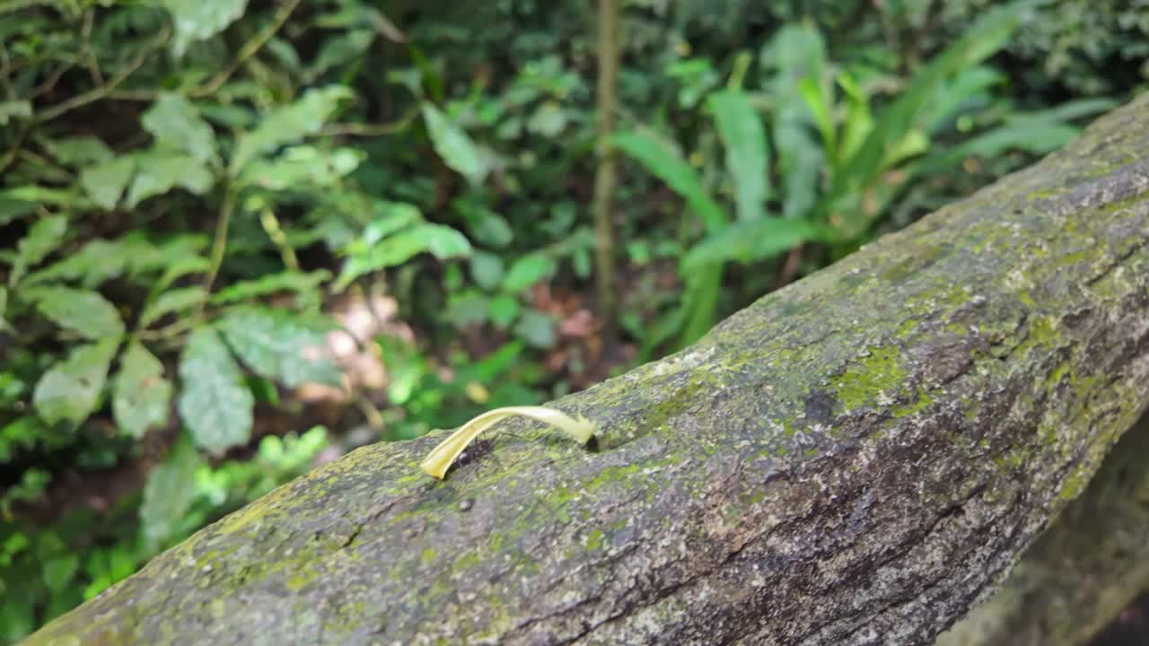 Close-up of an individual worker Leafcutter Ant carries a leaf on a log in Costa Rica