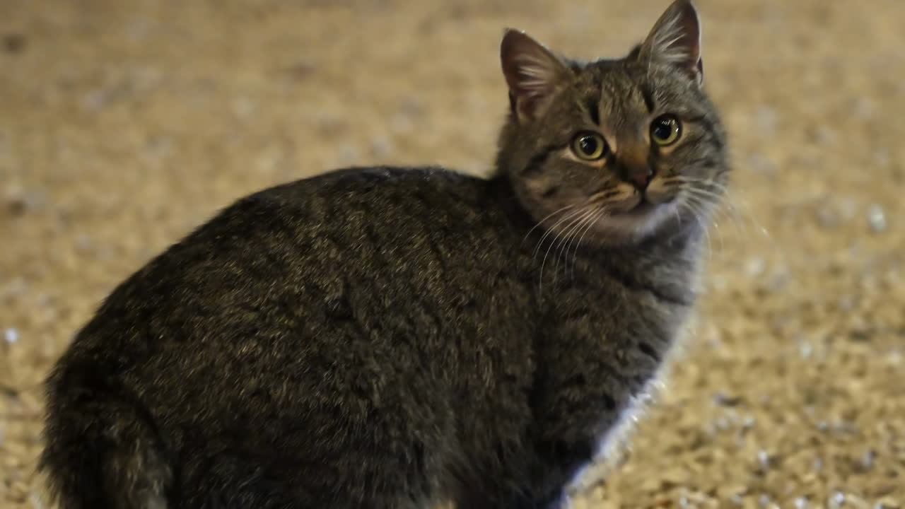Gatto grigio tigrato