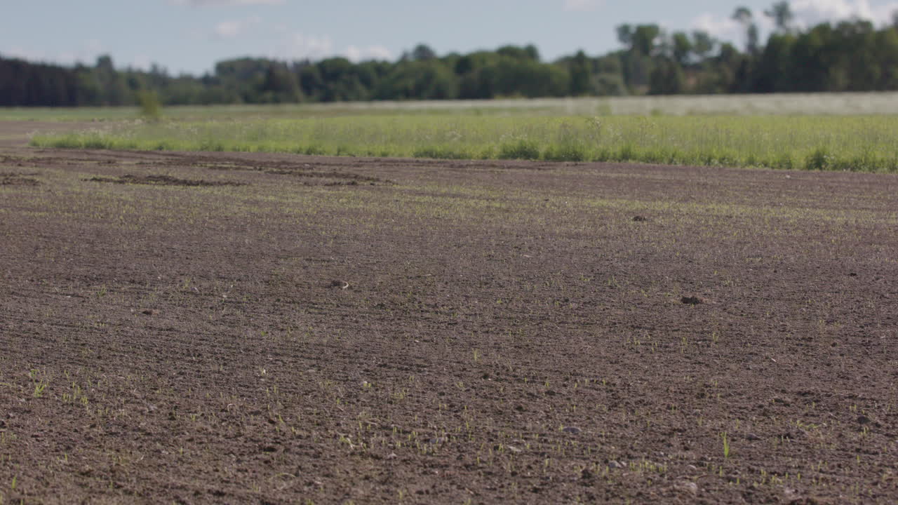 timelapse de 2 meses de dos cultivos alimentarios que crecen en un campo labrado