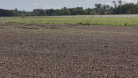 Lapso-De-Tiempo-De-2-Meses-De-Dos-Cultivos-Alimentarios-Que-Crecen-En-Un-Campo-Labrado