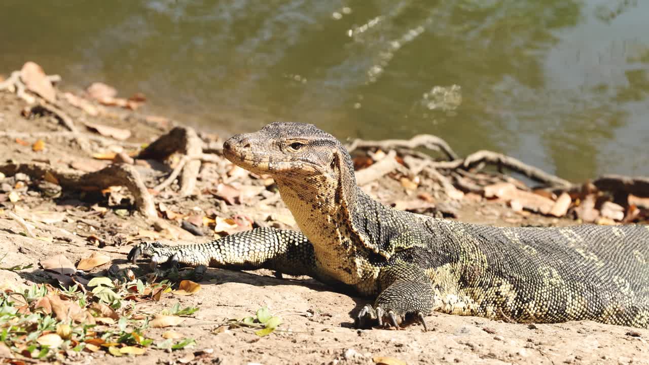 lagarto tomando el sol y explorando el hábitat de la orilla del río