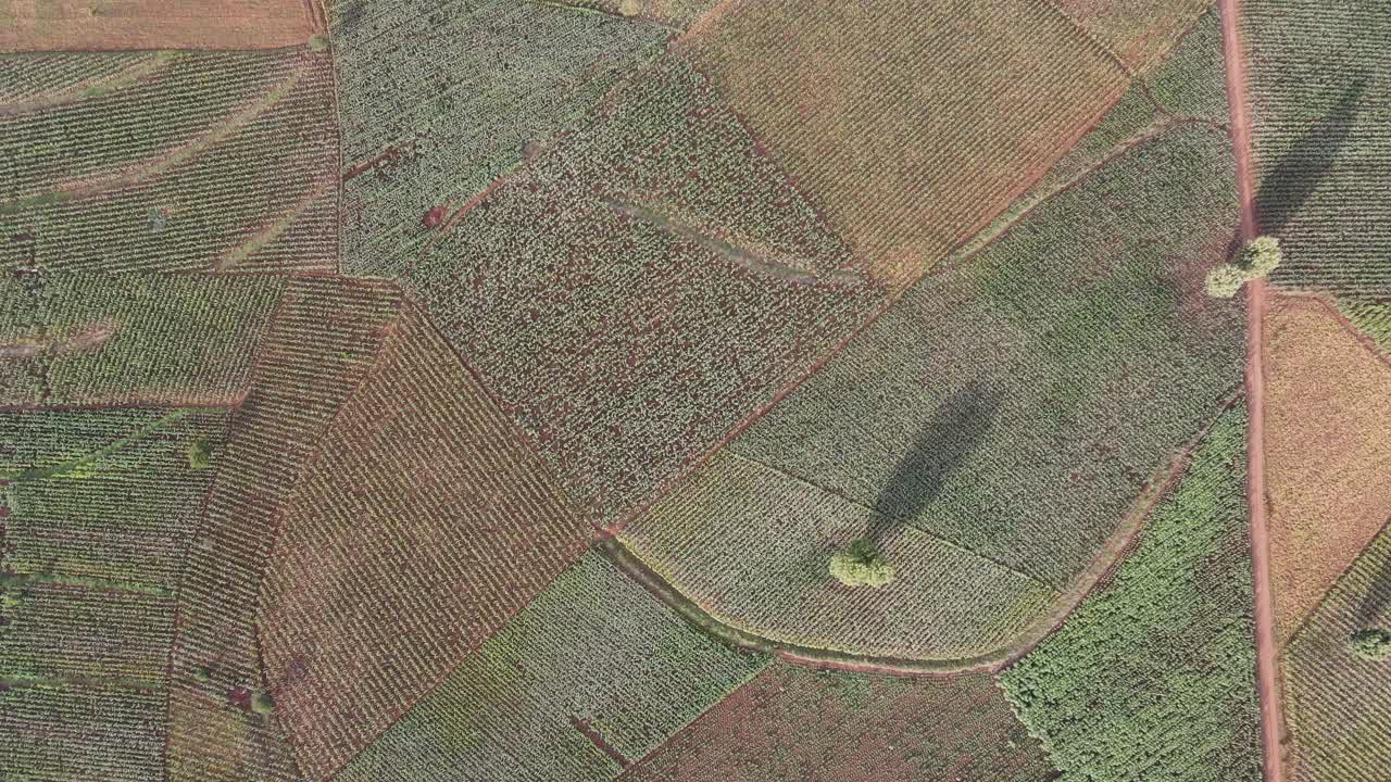 patrón abstracto de idílica tierra de cultivo en el sur de kenia, áfrica, aéreo de arriba hacia abajo