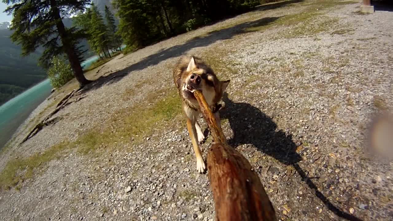 Cute Husky mix dog plays tug of war with a stick on a beautiful summer day beside a lake in Jasper Alberta Canada