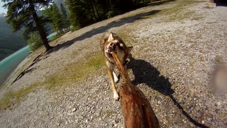 cute husky mix dog plays tug of war with a stick on a beautiful summer day beside a lake in jasper alberta canada