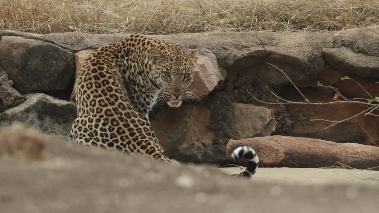 Botsvana'da rüzgarlı bir günde, yukarı bakmadan önce oturmuş ve arka kısmını yalayan bir leopar.