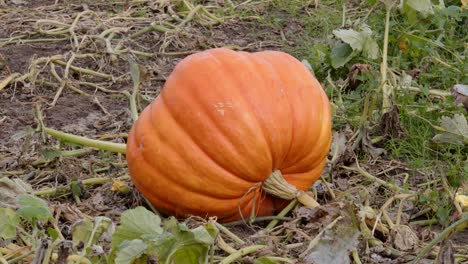 mid shot of a large pumpkin in a field