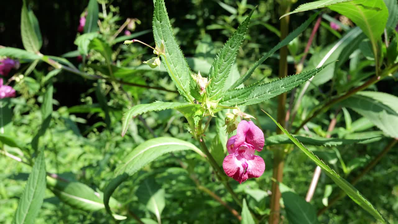 Fiore rosa di Impatiens Glandulifera (Balsamina dell'Himalaya o Noli-tangere) nella foresta, leggera brezza in una giornata di sole