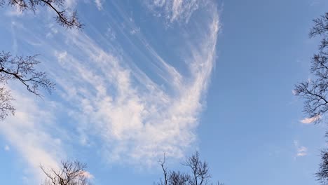 una escena tranquila de nubes delgadas que se extienden a través de un cielo azul claro, enmarcado por las delicadas ramas de los árboles