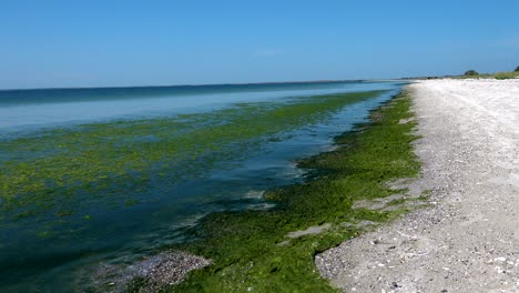 green algae polluted sea