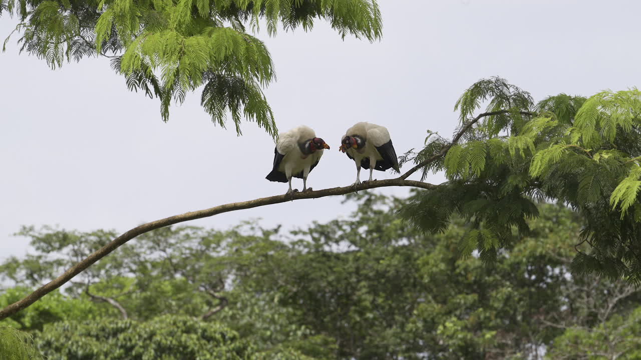 rey buitre dos juntos posados en el árbol