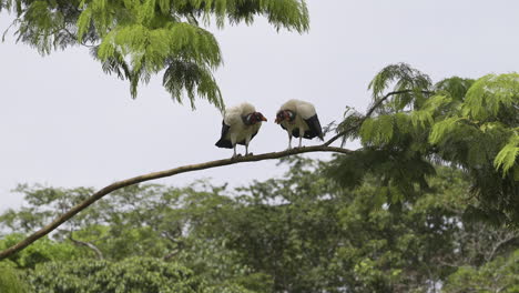 king vulture  two together perched in tree