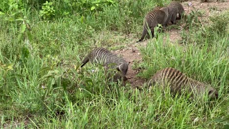 banded mongoose (mungos mungo) group in serengeti national park in tanzania.