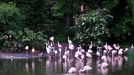 A-Flamboyance-of-Flamingos-swimming-in-a-pond-and-fountain-surrounded-by-trees