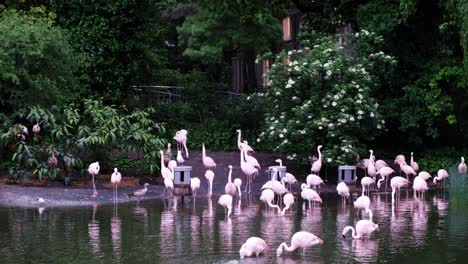 a flamboyance of flamingos swimming in a pond and fountain surrounded by trees