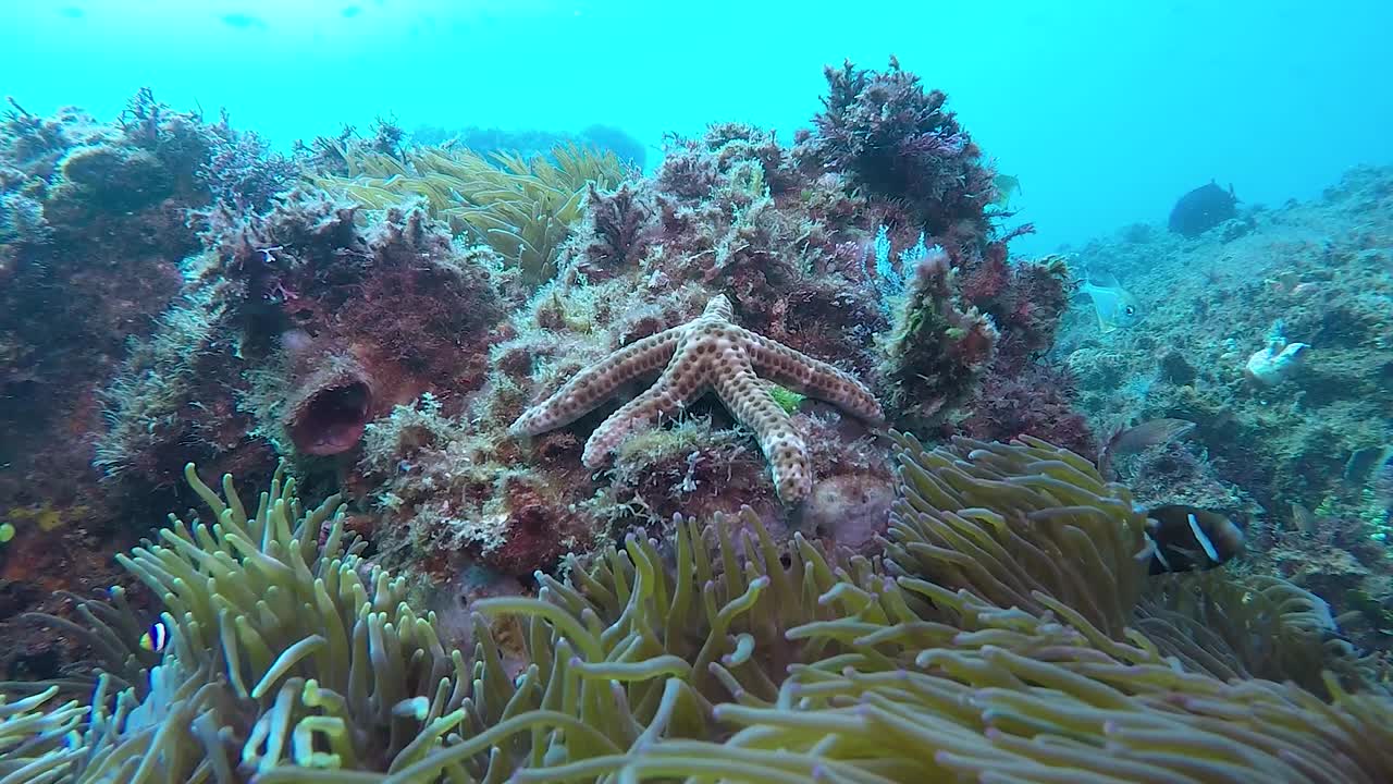 느린 동작으로 촬영된 해류에서 흔들리는 아네모네 근처 바위에 있는 다채로운 불가사리