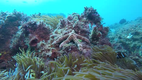 Ein-Bunter-Seestern-Auf-Einem-Felsen-In-Der-Nähe-Einer-Anemone,-Die-Sich-In-Der-Meeresströmung-Wiegt,-Gefilmt-In-Zeitlupe