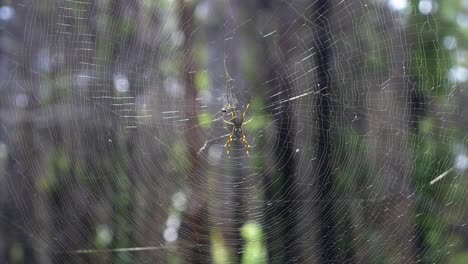 Araña-Tejedora-De-Orbes-De-Seda-Dorada-Descansando-En-Su-Telaraña---Nephila-Pilipes-En-El-Bosque---Queensland,-Australia