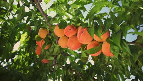 big juicy peaches on the tree. fabulous orchard. magical sunlight. fruits ripen in the sun.