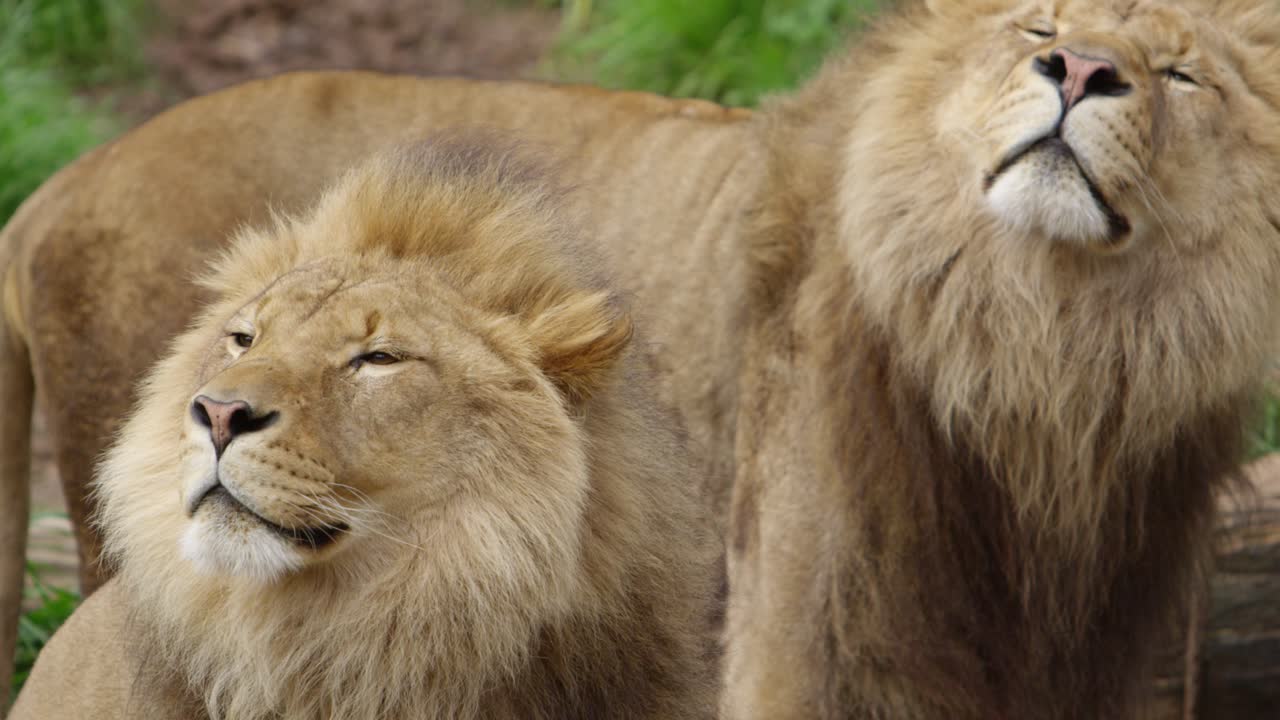 schurk leeuw broer ruiken de lucht voor prooi samen