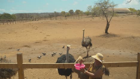 ostrich feeding at this african theme ostrich farm in the dutch caribbean of curacao