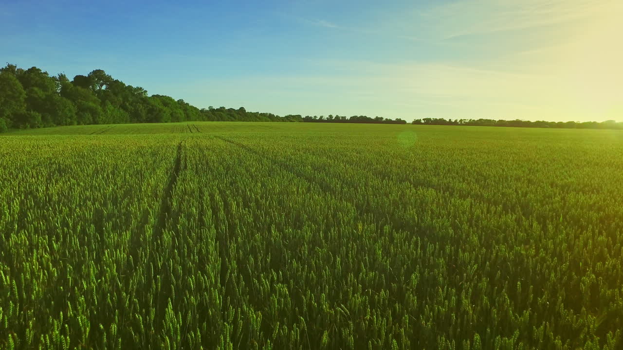 Wheat field landscape. Summer barley field in sunny day. Green meadow