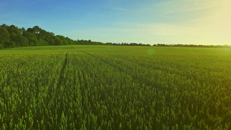 Wheat-field-landscape.-Summer-barley-field-in-sunny-day.-Green-meadow