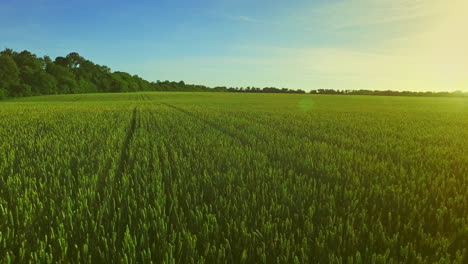 wheat field landscape. summer barley field in sunny day. green meadow