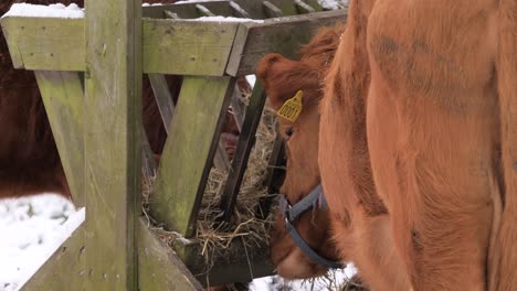 medium shot of brown cow eating hays in a farm during the day, outdoor
