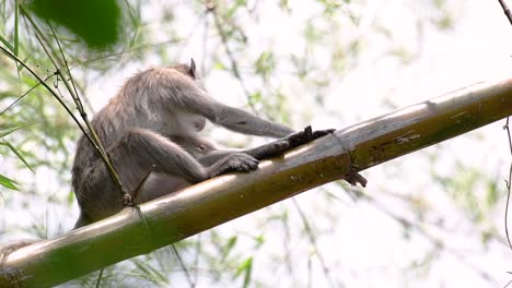 los macacos de cola larga son los monos más fáciles de encontrar en tailandia, ya que están presentes en complejos de templos, parques nacionales e incluso pueblos y ciudades