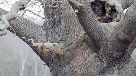 loro verde metiéndose en el hueco