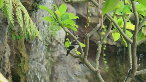 4K-Cinematic-slow-motion-wildlife-footage-of-an-exotic-bird,-a-black-collared-starling,-standing-on-a-branch-in-the-middle-of-the-jungle-in-Thailand