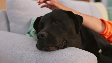 home, sofa and woman pet dog for love