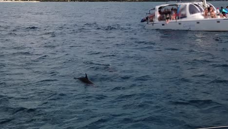 fleeting appearance of some dolphins near a tourist catamaran