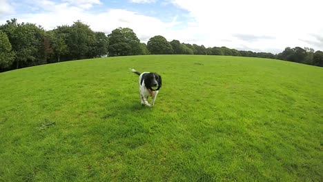 Spanielhund-Zeitlupe-Im-Park