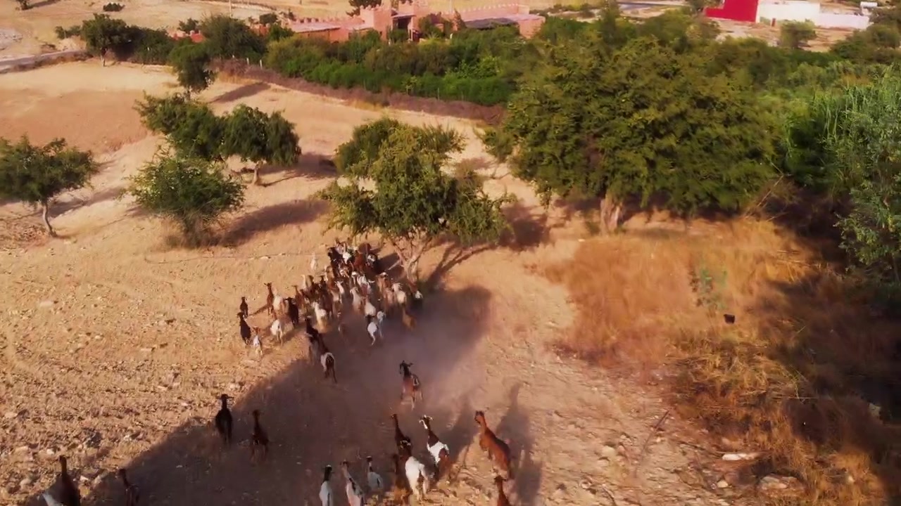 Drone mengikuti kawanan kambing yang berlari melintasi tanah merah kering dan pohon argan, Maroko.