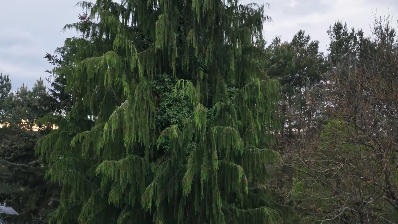 Cypřiš nutkajský na polském venkově – záběr z dronu