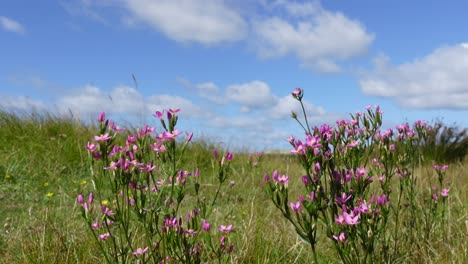 wild pink flowers close up with copy space on a windy day