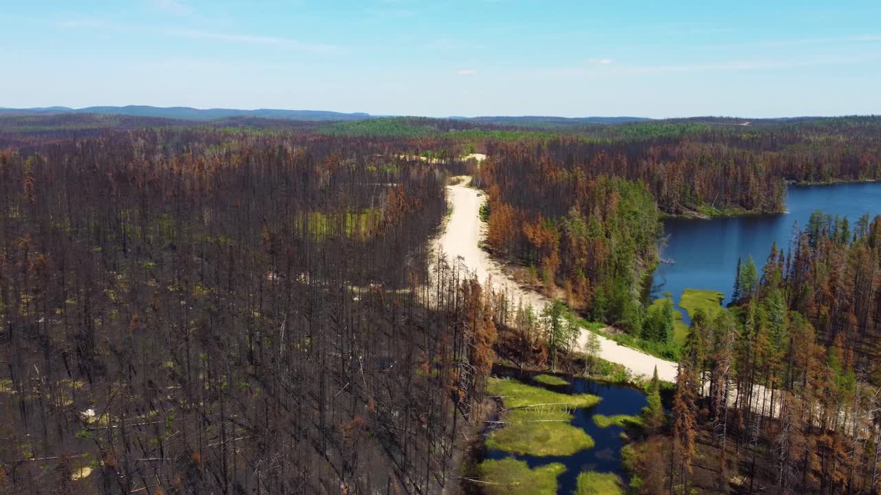 Flying Above Charred Trees In The Forest After Wildfire At Lebel-Sur-Qu&eacute;villon In Quebec, Canada