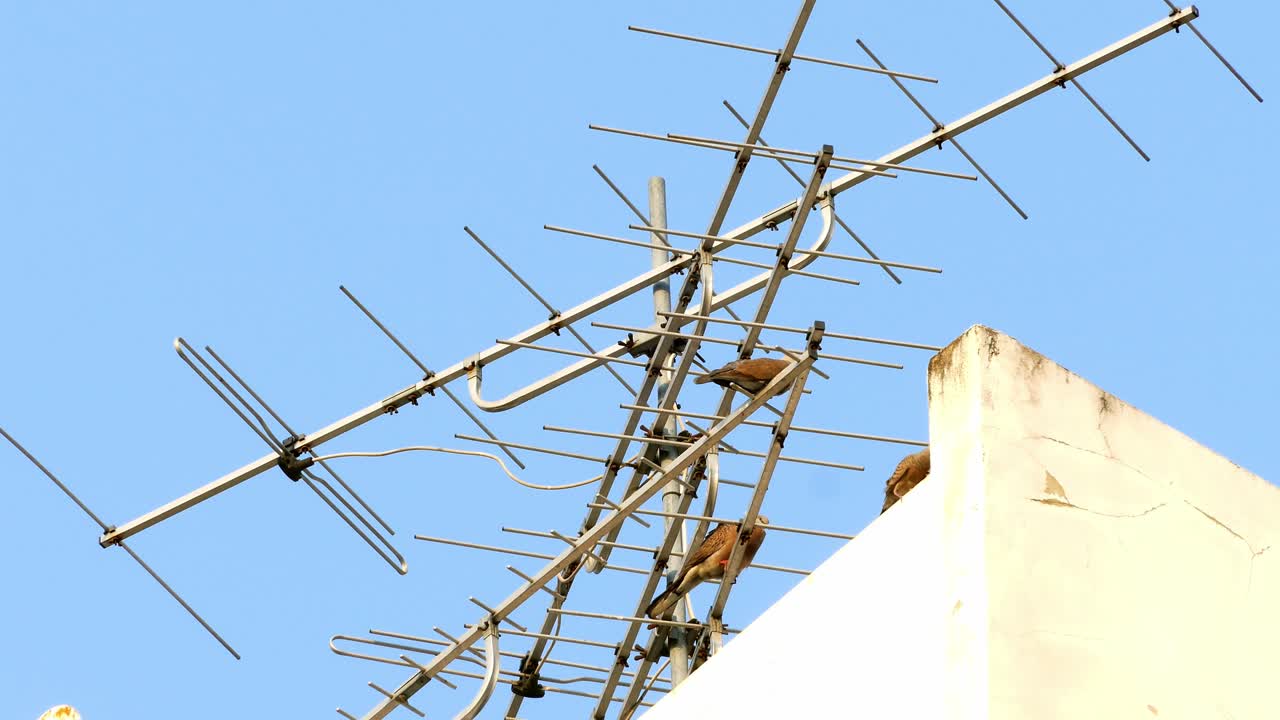 un grupo de palomas encaramadas en una antena y contra el fondo del cielo
