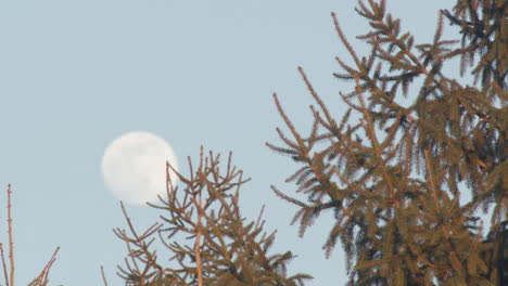 pine tree silhouetted by full moon