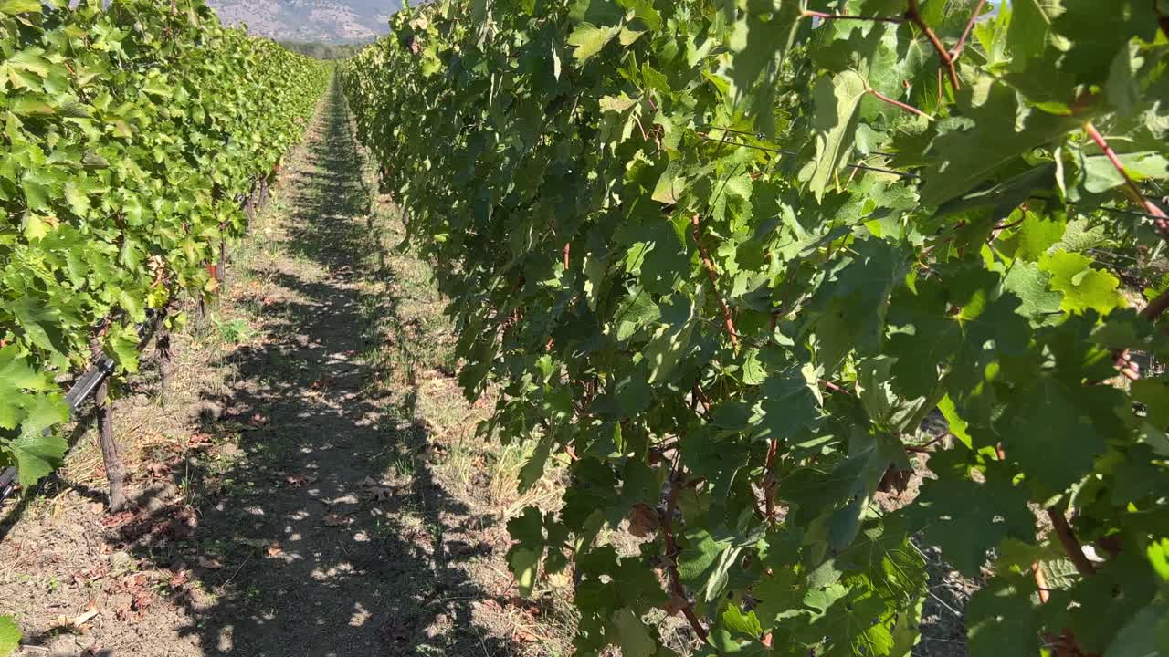 4k, filas de 60 fps de exuberantes vides de uva de vino en el valle de napa junto a las montañas
