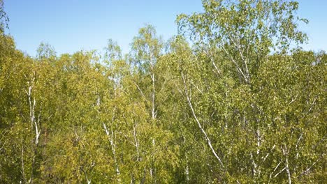 Birch-trees-close-up-in-a-green-forest-shot-from-a-drone