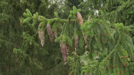 bunch of cones with drops of resin hanging on branch of pine tree growing in coniferous forest