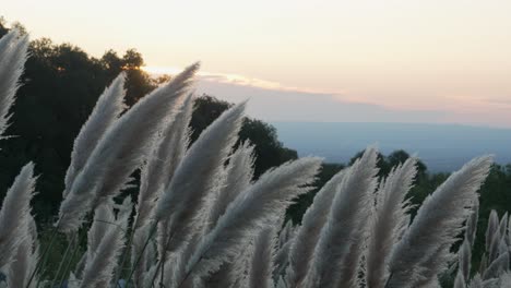 flores hermosas balanceándose en la brisa de la montaña contra un telón de fondo de puesta de sol, con un valle debajo, capturado en cámara lenta