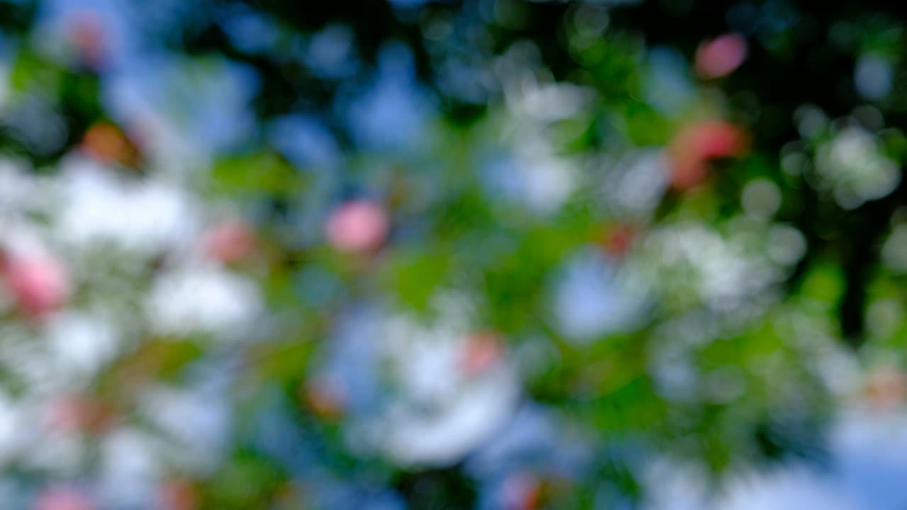 luz bokeh en el jardín