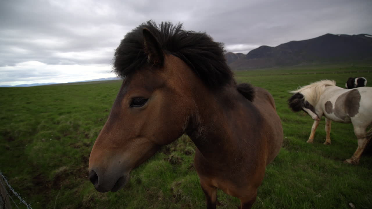 아이슬란드의 자연 경관에 있는 아이슬란드 말.